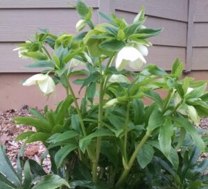 lentenrose2